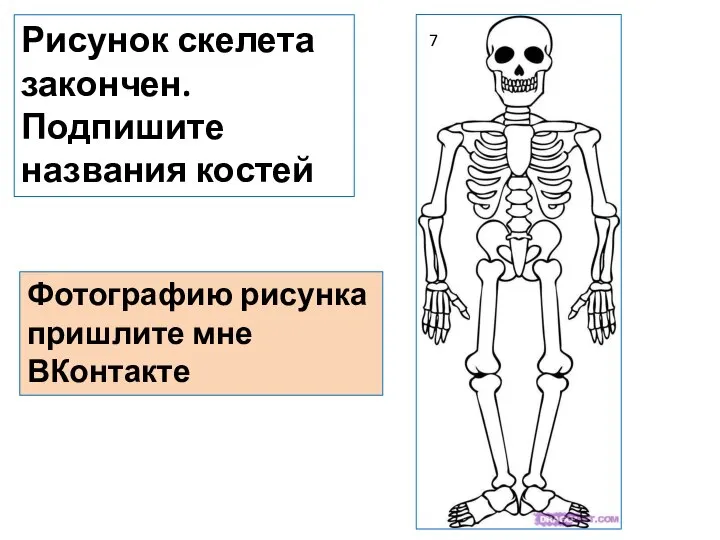 7 Рисунок скелета закончен. Подпишите названия костей Фотографию рисунка пришлите мне ВКонтакте