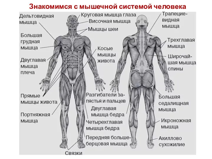 Знакомимся с мышечной системой человека