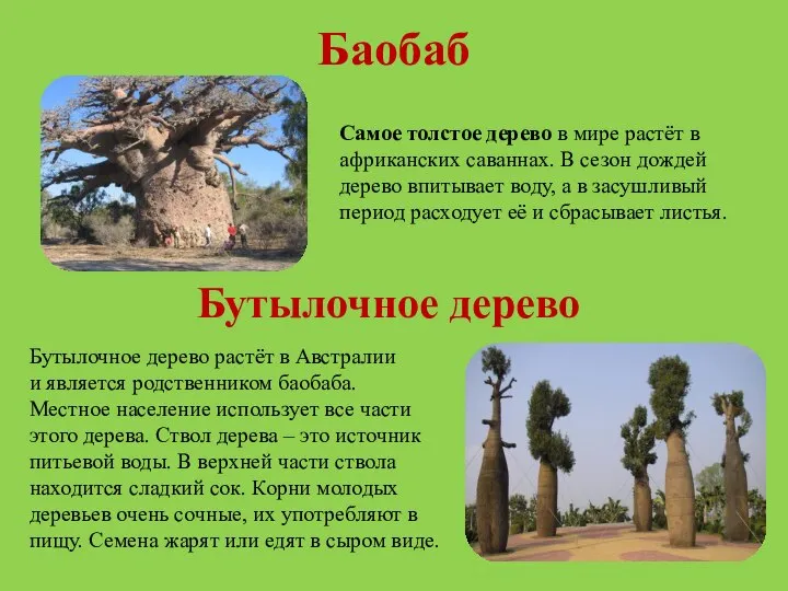 Баобаб Самое толстое дерево в мире растёт в африканских саваннах. В