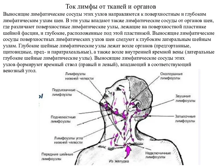 Ток лимфы от тканей и органов Выносящие лимфатические сосуды этих узлов