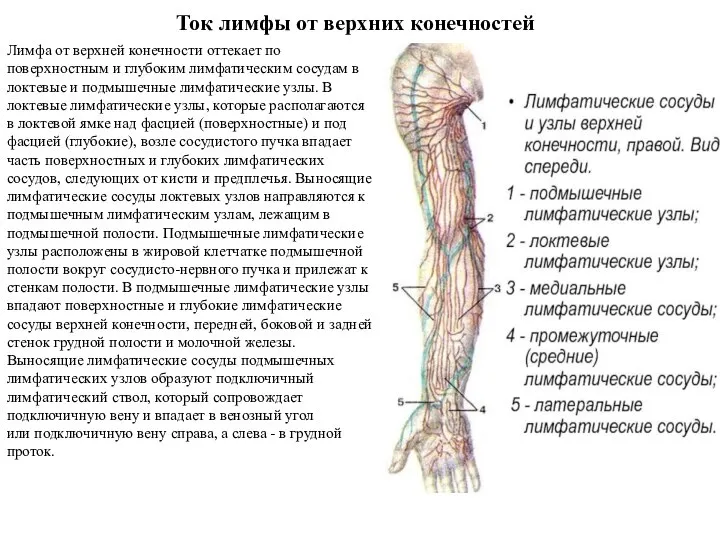 Ток лимфы от верхних конечностей Лимфа от верхней конечности оттекает по