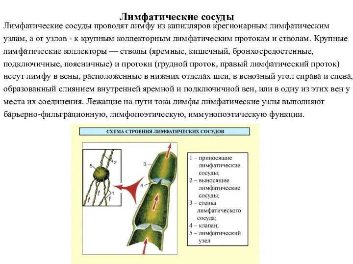 Лимфатические сосуды Лимфатические сосуды проводят лимфу из капилляров крегионарным лимфатическим узлам,