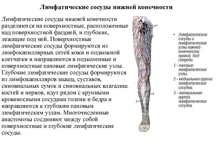 Лимфатические сосуды нижней конечности Лимфатические сосуды нижней конечности разделяются на поверхностные,