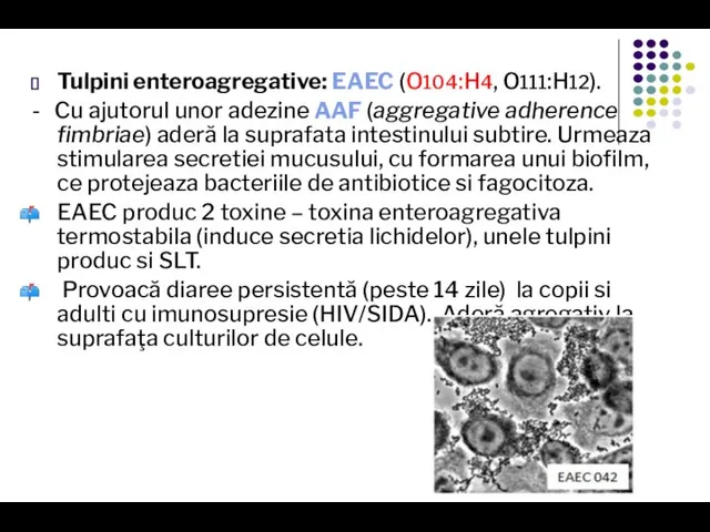 Tulpini enteroagregative: EAEC (O104:H4, O111:H12). - Cu ajutorul unor adezine AAF