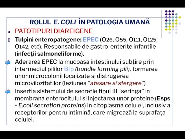 ROLUL E. COLI ÎN PATOLOGIA UMANĂ PATOTIPURI DIAREIGENE Tulpini enteropatogene: EPEC