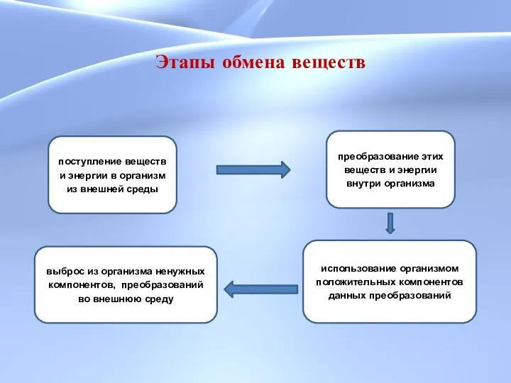 Этапы обмена веществ