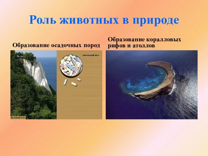 Роль животных в природе Образование осадочных пород Образование коралловых рифов и атоллов