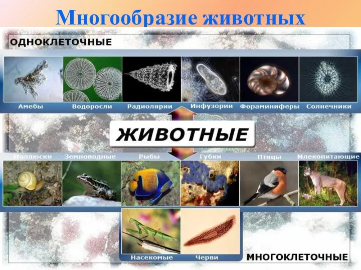 Многообразие животных