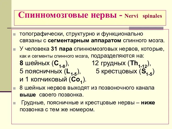 Спинномозговые нервы - Nervi spinales топографически, структурно и функционально связаны с