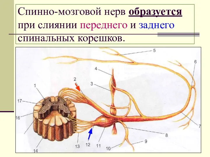 Спинно-мозговой нерв образуется при слиянии переднего и заднего спинальных корешков.