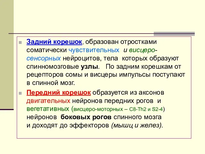 Задний корешок, образован отростками соматически чувствительных и висцеро-сенсорных нейроцитов, тела которых