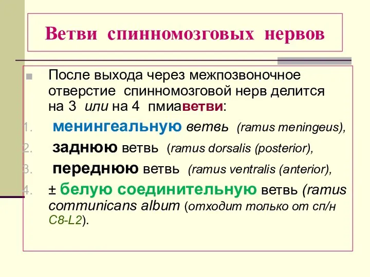 Ветви спинномозговых нервов После выхода через межпозвоночное отверстие спинномозговой нерв делится