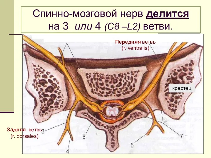 Спинно-мозговой нерв делится на 3 или 4 (С8 –L2) ветви. Задняя