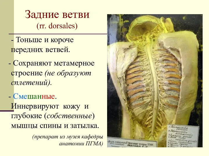 Задние ветви (rr. dorsales) - Тоньше и короче передних ветвей. Сохраняют