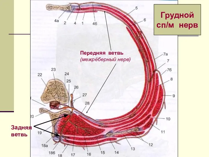 Грудной сп/м нерв Передняя ветвь (межрёберный нерв) Задняя ветвь
