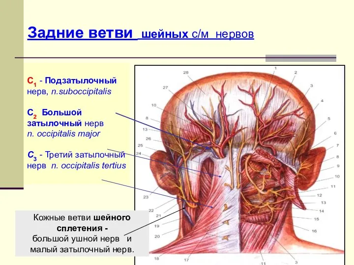 C1 - Подзатылочный нерв, n.suboccipitalis С2 Большой затылочный нерв n. occipitalis