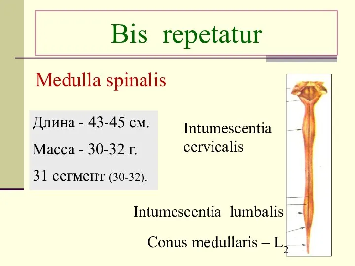 Bis repetatur Intumescentia cervicalis Intumescentia lumbalis Conus medullaris – L2 Длина