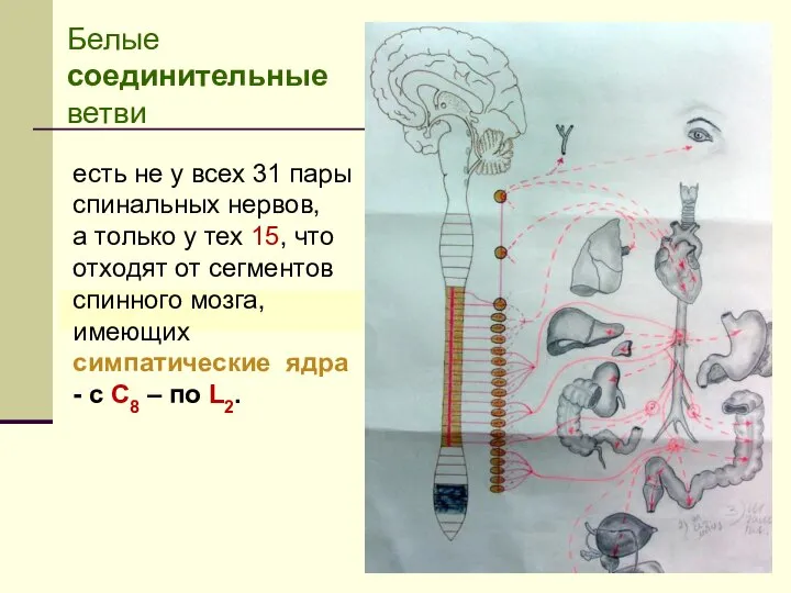 Белые соединительные ветви есть не у всех 31 пары спинальных нервов,