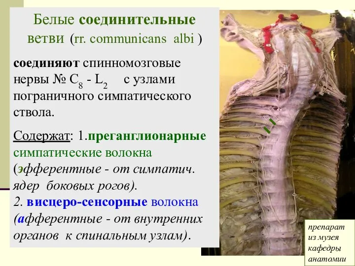 Белые соединительные ветви (rr. communicans albi ) соединяют спинномозговые нервы №