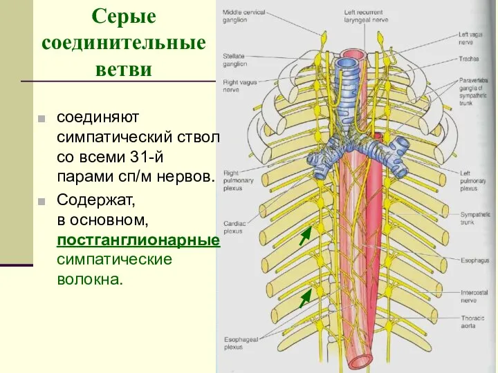 Серые соединительные ветви соединяют симпатический ствол со всеми 31-й парами сп/м