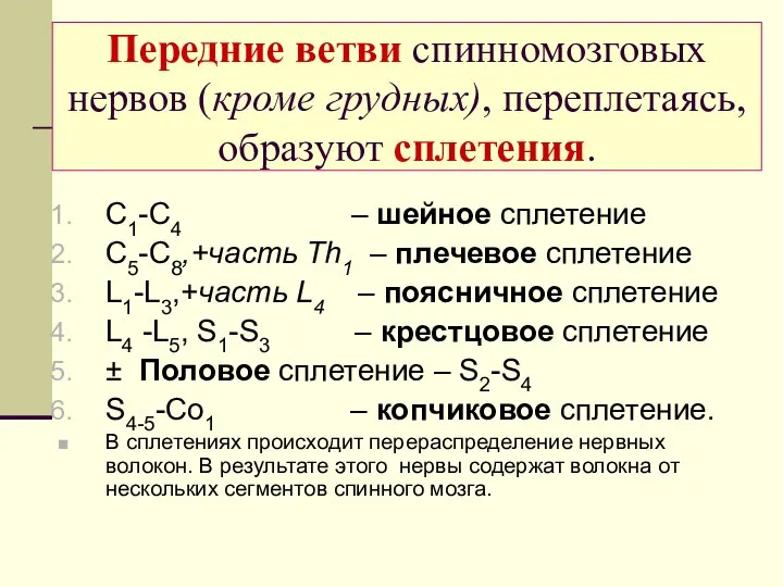 Передние ветви спинномозговых нервов (кроме грудных), переплетаясь, образуют сплетения. C1-C4 –