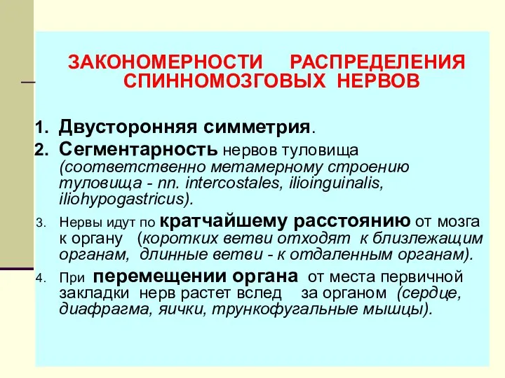 ЗАКОНОМЕРНОСТИ РАСПРЕДЕЛЕНИЯ СПИННОМОЗГОВЫХ НЕРВОВ Двусторонняя симметрия. Сегментарность нервов туловища (соответственно метамерному