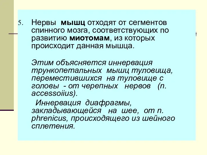 Нервы мышц отходят от сегментов спинного мозга, соответствующих по развитию миотомам,