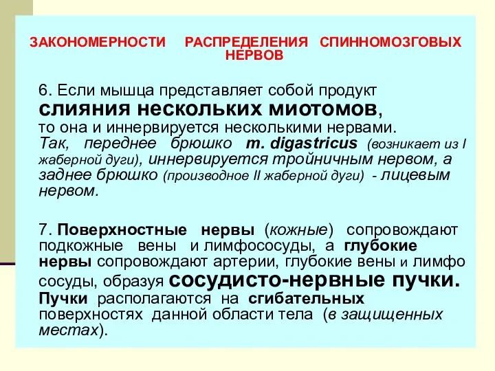 ЗАКОНОМЕРНОСТИ РАСПРЕДЕЛЕНИЯ СПИННОМОЗГОВЫХ НЕРВОВ 6. Если мышца представляет собой продукт слияния