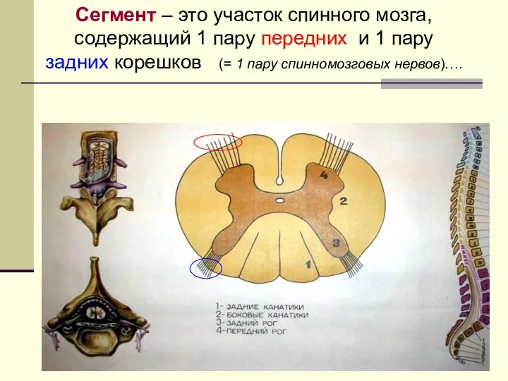 Сегмент – это участок спинного мозга, содержащий 1 пару передних и