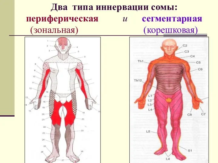 Два типа иннервации сомы: периферическая и сегментарная (зональная) (корешковая)