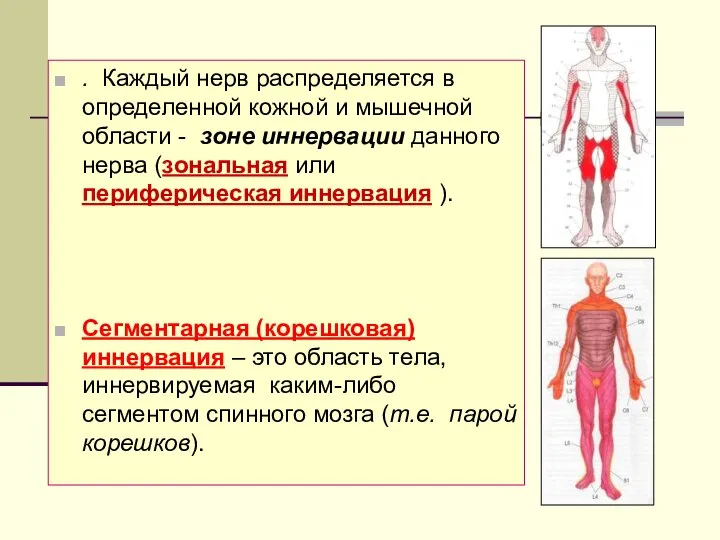 . Каждый нерв распределяется в определенной кожной и мышечной области -