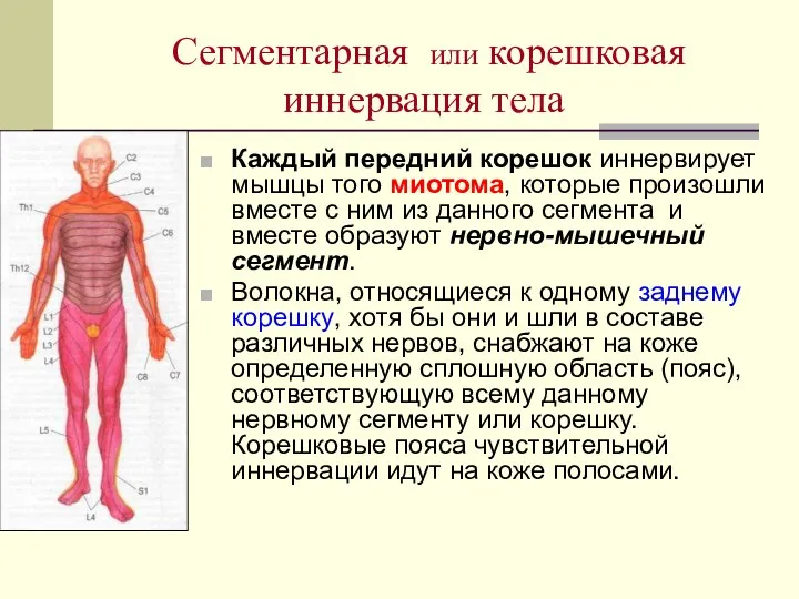 Сегментарная или корешковая иннервация тела Каждый передний корешок иннервирует мышцы того