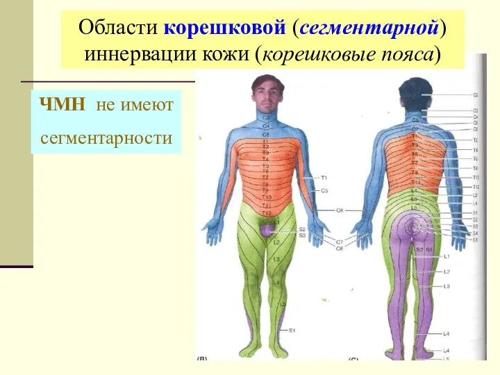 Области корешковой (сегментарной) иннервации кожи (корешковые пояса) ЧМН не имеют сегментарности