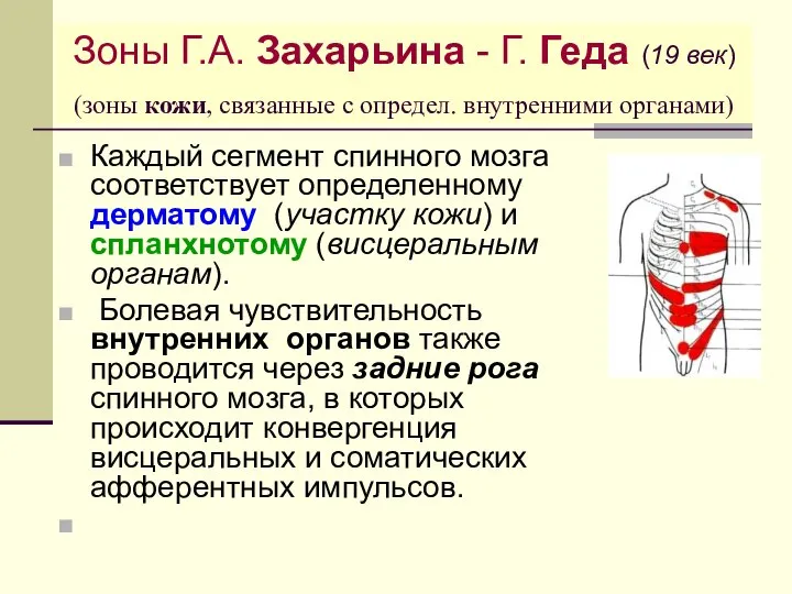 Зоны Г.А. Захарьина - Г. Геда (19 век) (зоны кожи, связанные