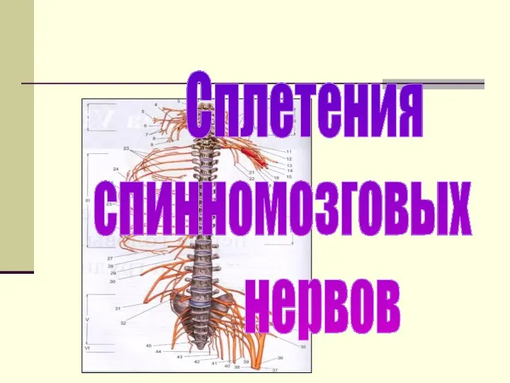 Сплетения спинномозговых нервов