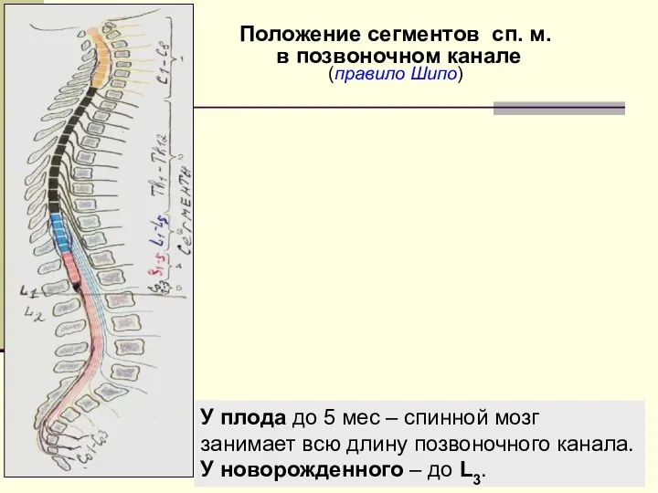 У плода до 5 мес – спинной мозг занимает всю длину