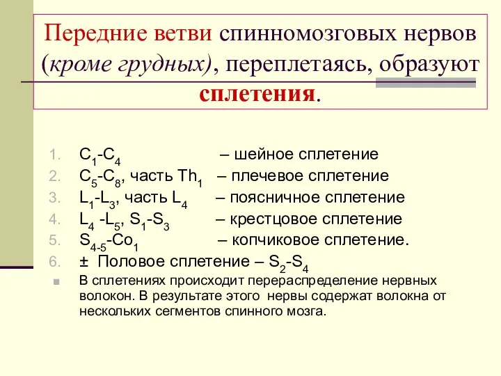 Передние ветви спинномозговых нервов (кроме грудных), переплетаясь, образуют сплетения. C1-C4 –