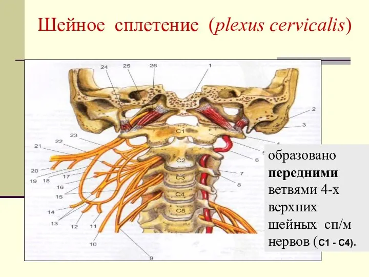 образовано передними ветвями 4-х верхних шейных сп/м нервов (C1 - C4). Шейное сплетение (plexus cervicalis)