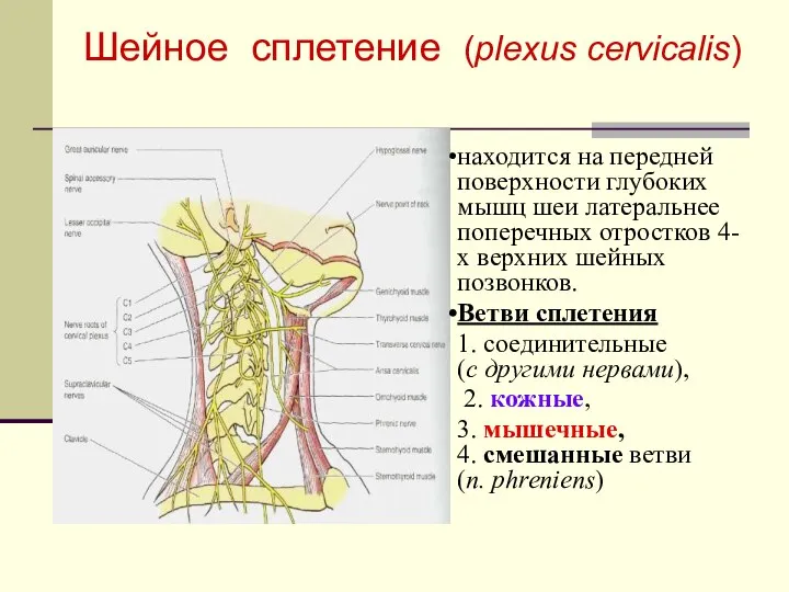 Шейное сплетение (plexus cervicalis) находится на передней поверхности глубоких мышц шеи