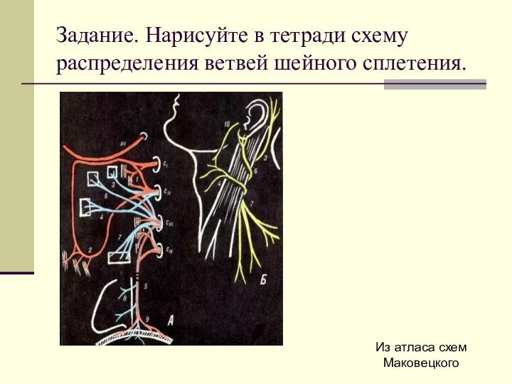 Задание. Нарисуйте в тетради схему распределения ветвей шейного сплетения. Из атласа схем Маковецкого
