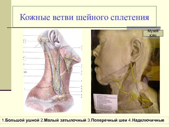 Кожные ветви шейного сплетения 1.Большой ушной 2.Малый затылочный 3.Поперечный шеи 4.Надключичные Музей КАЧ