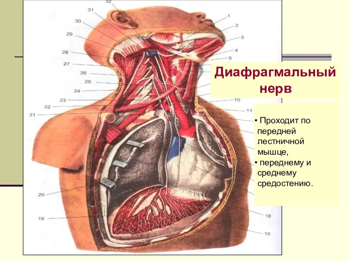 Диафрагмальный нерв Проходит по передней лестничной мышце, переднему и среднему средостению.