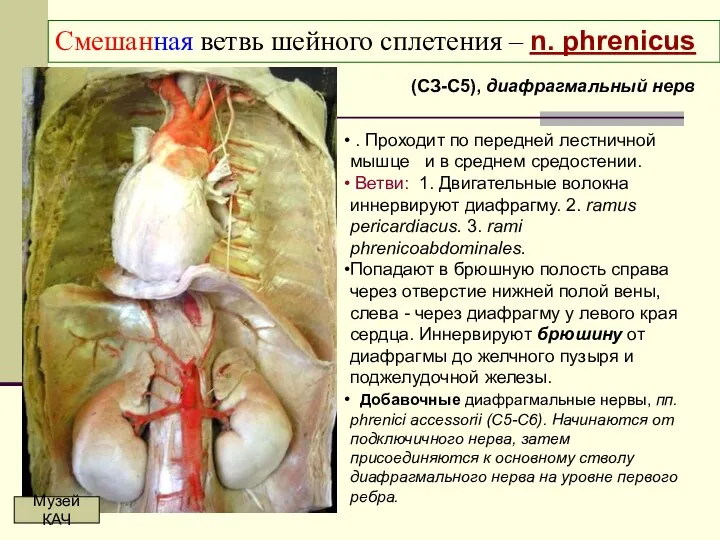 Смешанная ветвь шейного сплетения – n. phrenicus (СЗ-С5), диафрагмальный нерв .