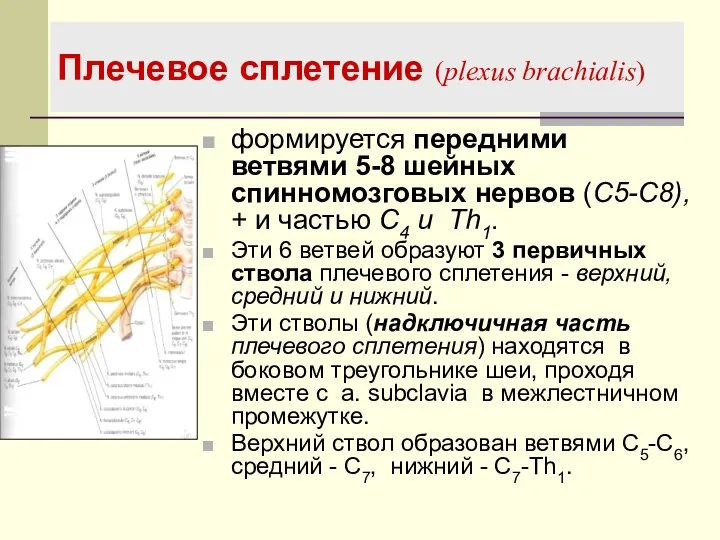 Плечевое сплетение (plexus brachialis) формируется передними ветвями 5-8 шейных спинномозговых нервов