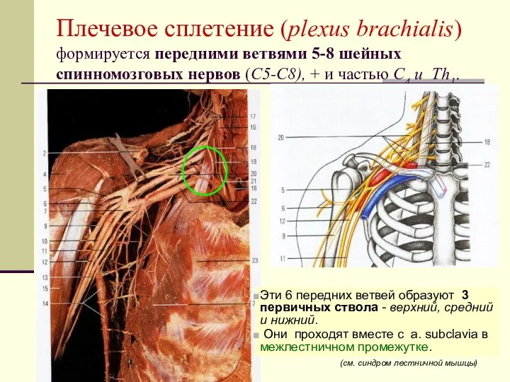 Плечевое сплетение (plexus brachialis) формируется передними ветвями 5-8 шейных спинномозговых нервов
