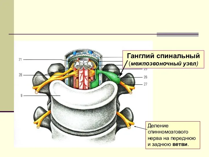 Ганглий спинальный (межпозвоночный узел) Деление спинномозгового нерва на переднюю и заднюю ветви.