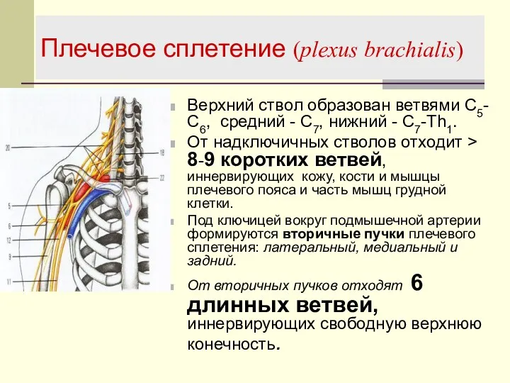 Плечевое сплетение (plexus brachialis) Верхний ствол образован ветвями С5-С6, средний -