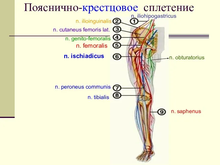 Пояснично-крестцовое сплетение n. saphenus n. tibialis n. peroneus communis п. ischiadicus