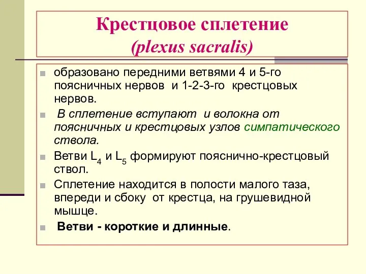 Крестцовое сплетение (plexus sacralis) образовано передними ветвями 4 и 5-го поясничных