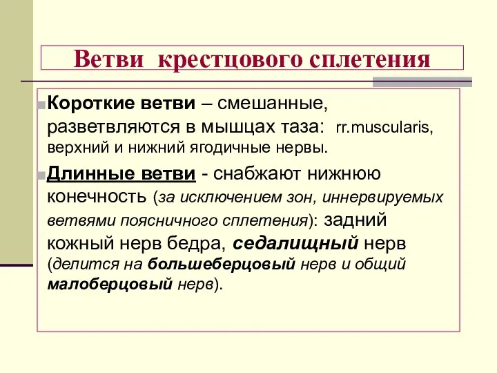 Ветви крестцового сплетения Короткие ветви – смешанные, разветвляются в мышцах таза: